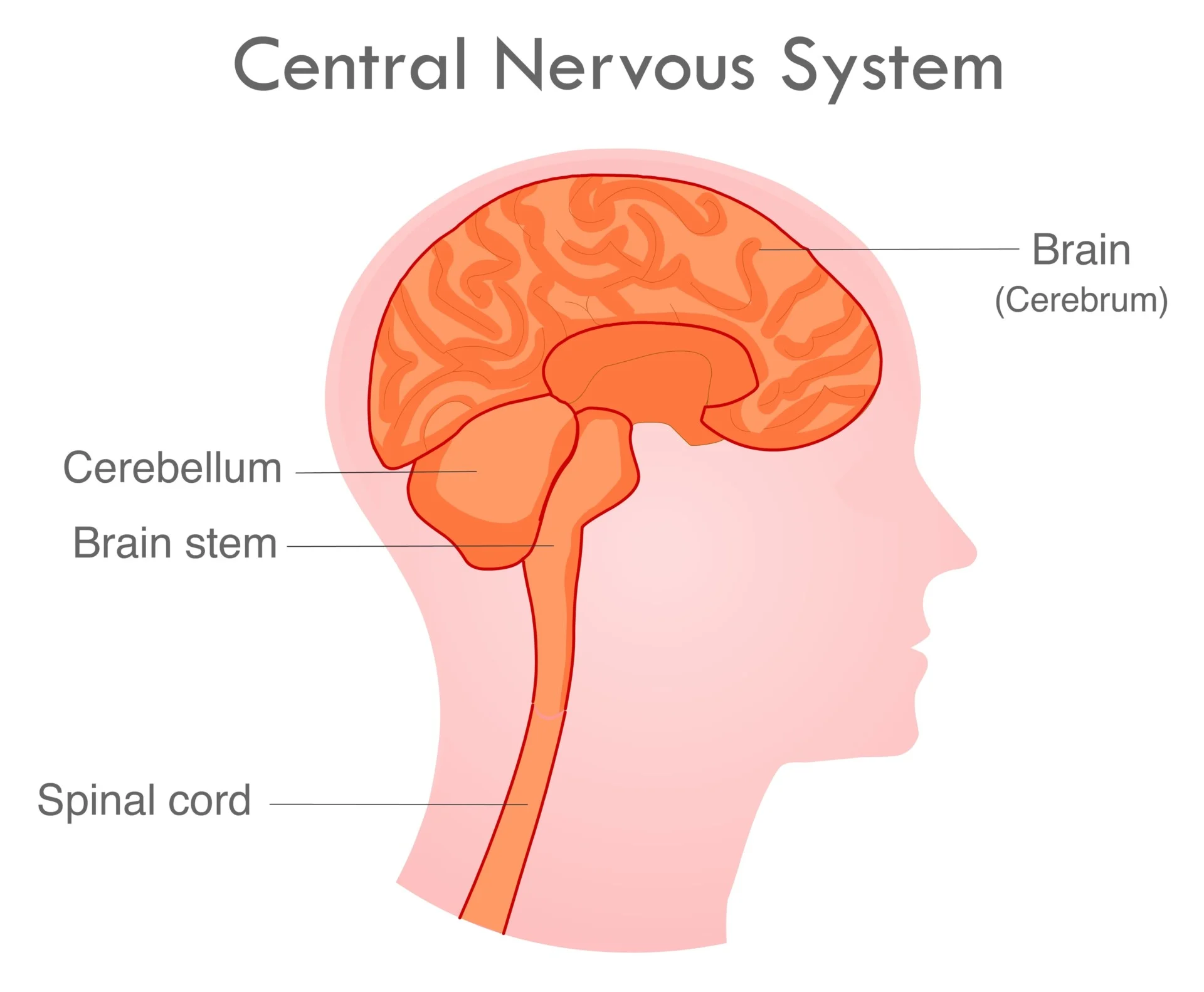 What Is Cns