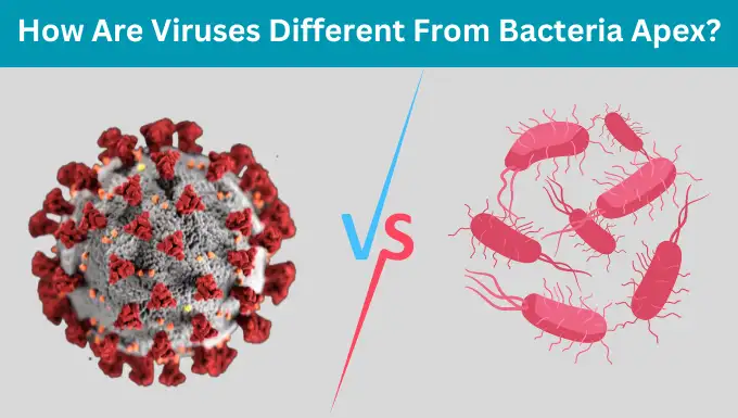 How Are Viruses Different From Bacteria Apex