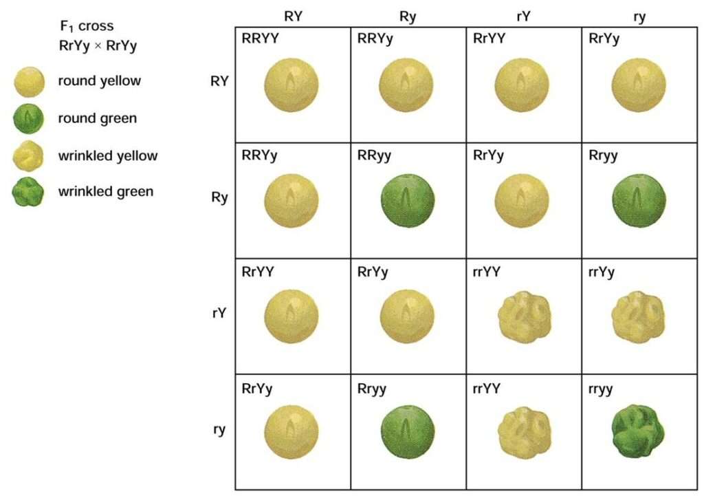 How Do Mendel’s Experiments Show That Traits Are Inherited Independently