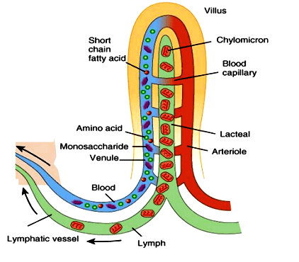 How Is Small Intestine Designed To Absorb Digested Food