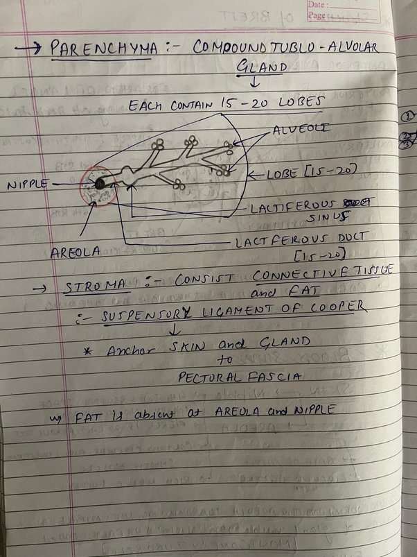 How To Write Anatomy Paperq