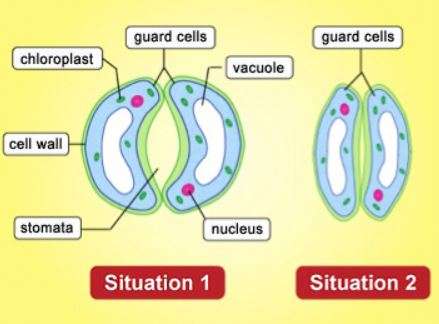 How Lenticels Are Different From Typical Stomata