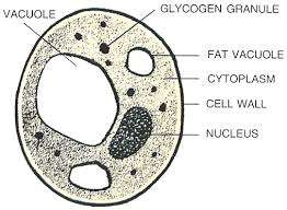 Class 8 Boilogy