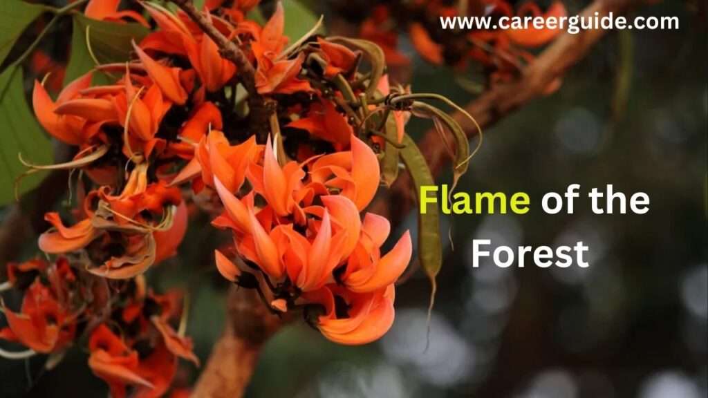 Flame Of The Forest