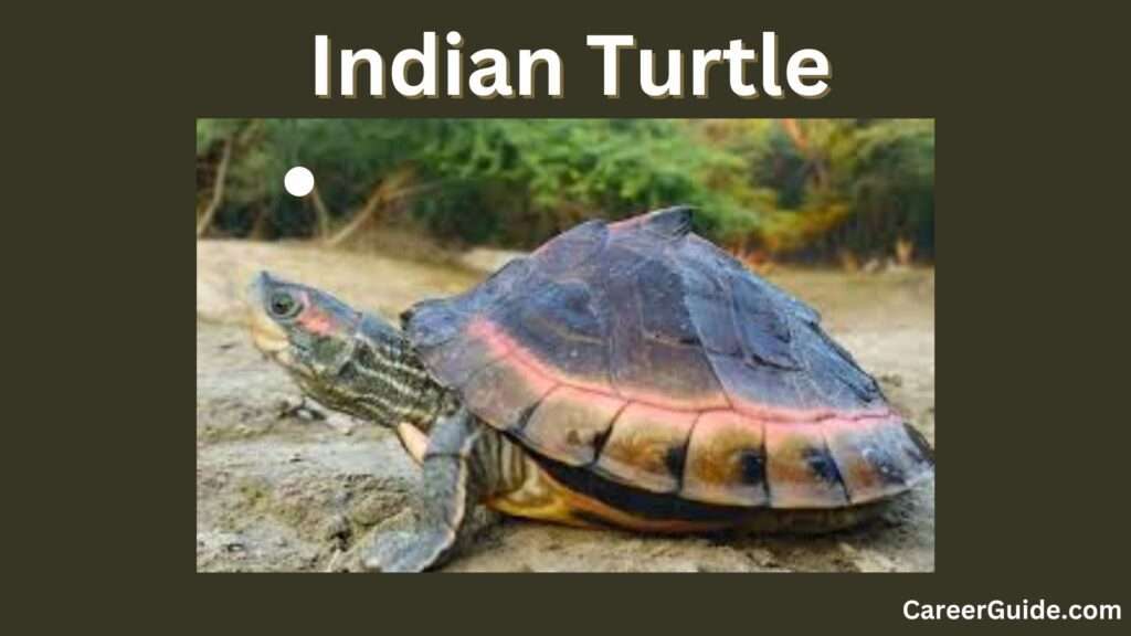 Indian Turtle