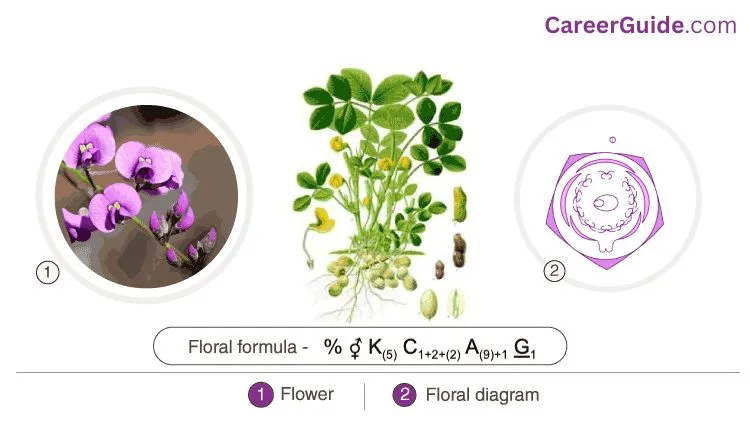 Floral Formula And Floral Diagram Of Fabaceae Family